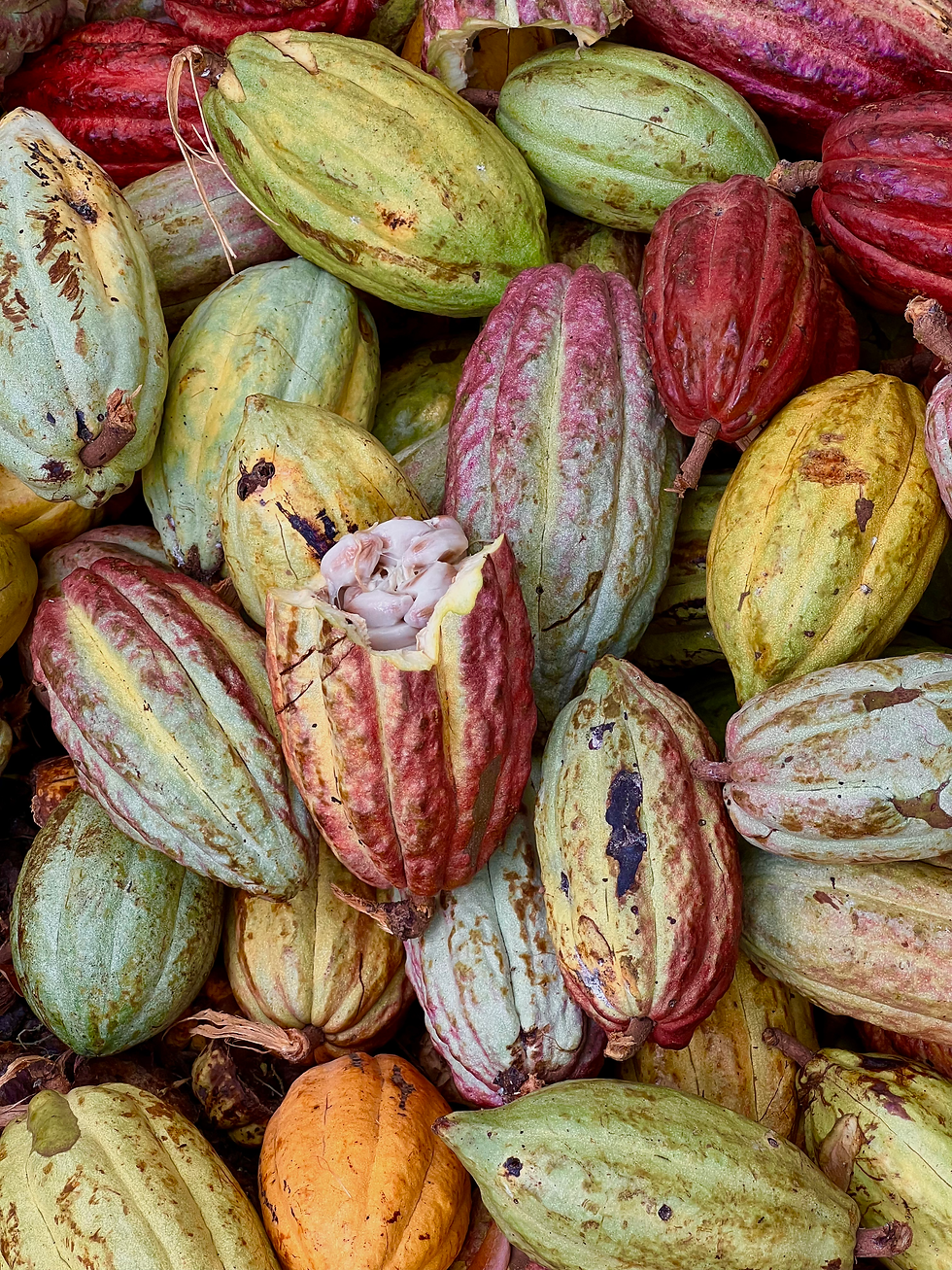 Cacao