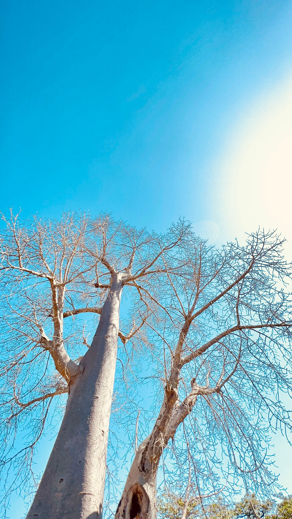 Baobab