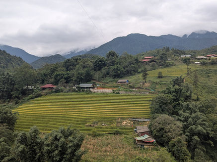 Golden rice terraces in the Muong Hoa valley, Sapa