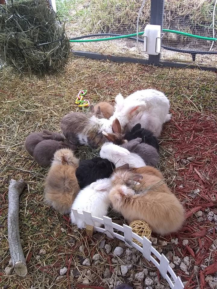 English Angora