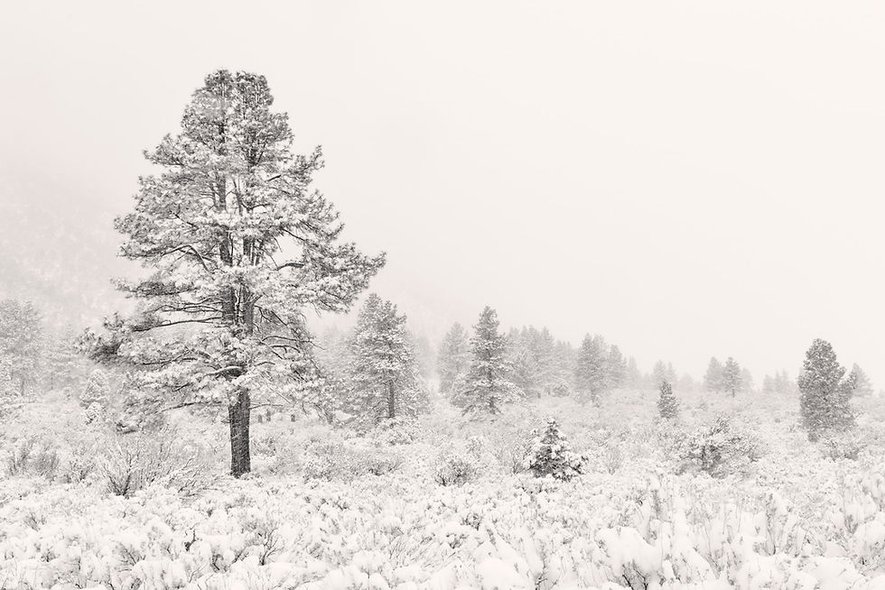 Enos- Spring Surprise Storm