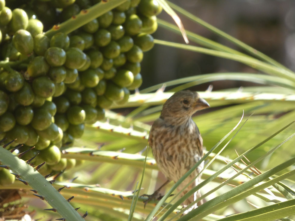 Mrs. House Finch