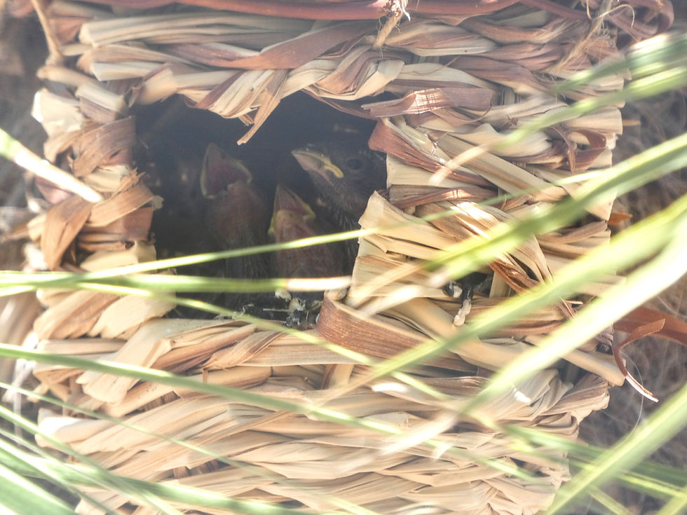 ... and the babies!