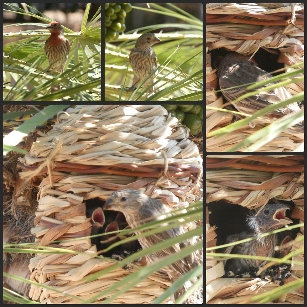 Our little house finch family