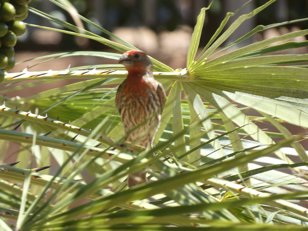 Mr. House Finch