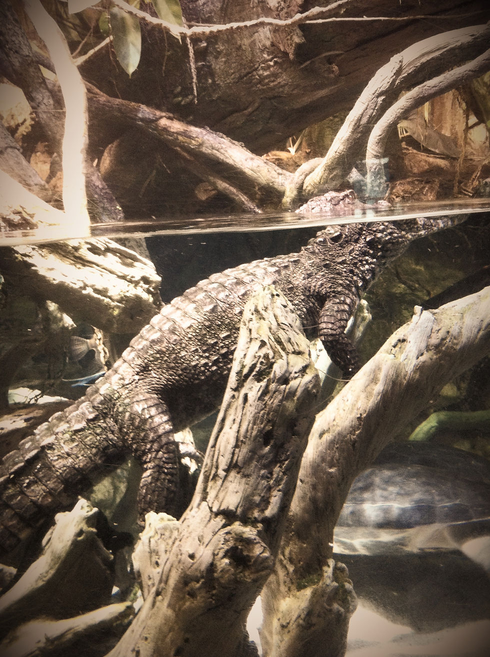 gator in water, aquarium