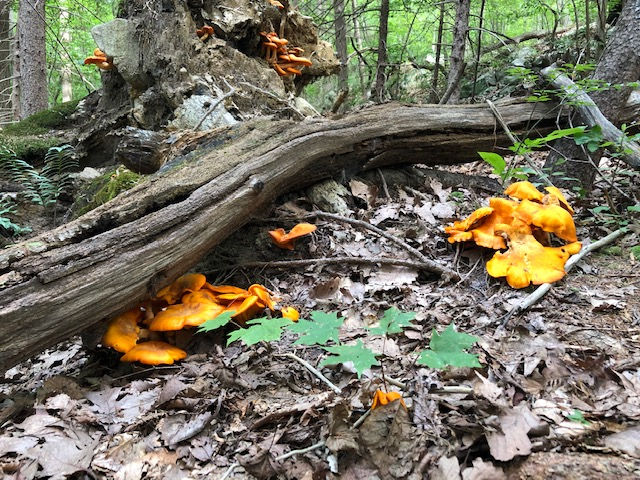 nature. orange mushroom. Ringwood State Park, New Jersey