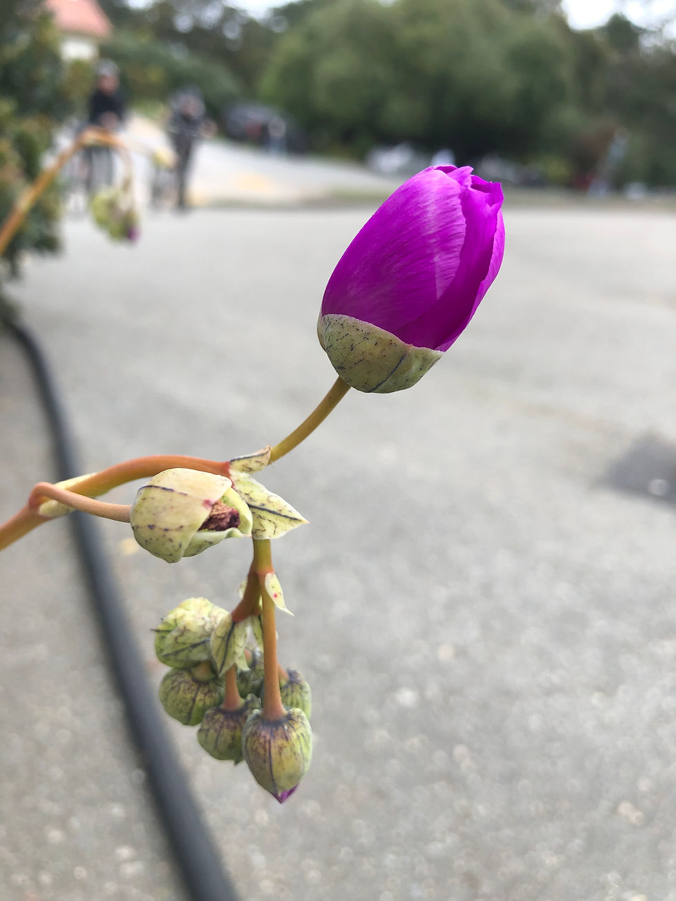 purple flower, park