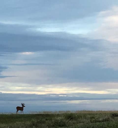 deer, Rocky Mtn Wildlife Refuge, Colorado