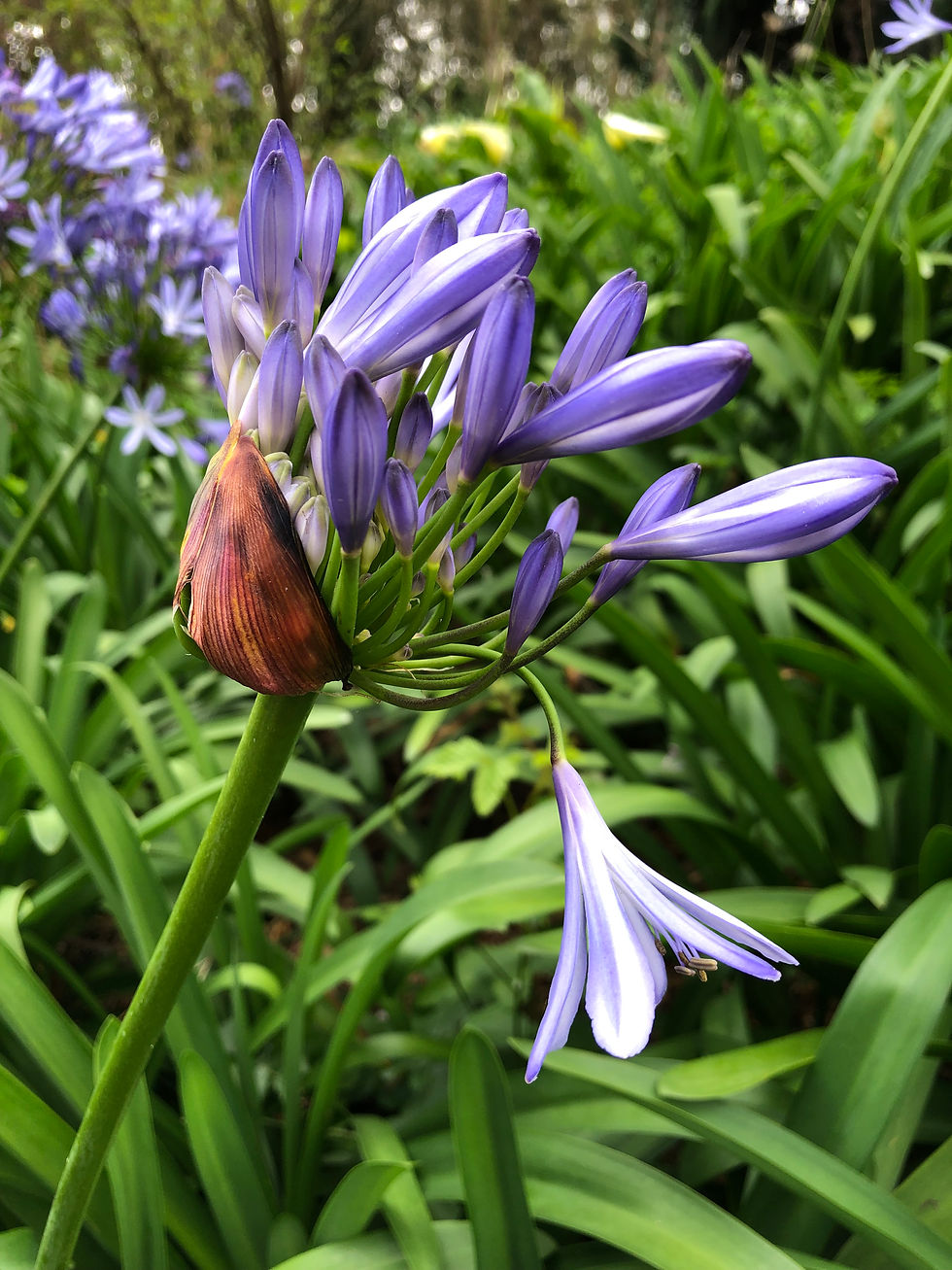 purple flowers. Frelinghuysen Arboretum, New Jersey