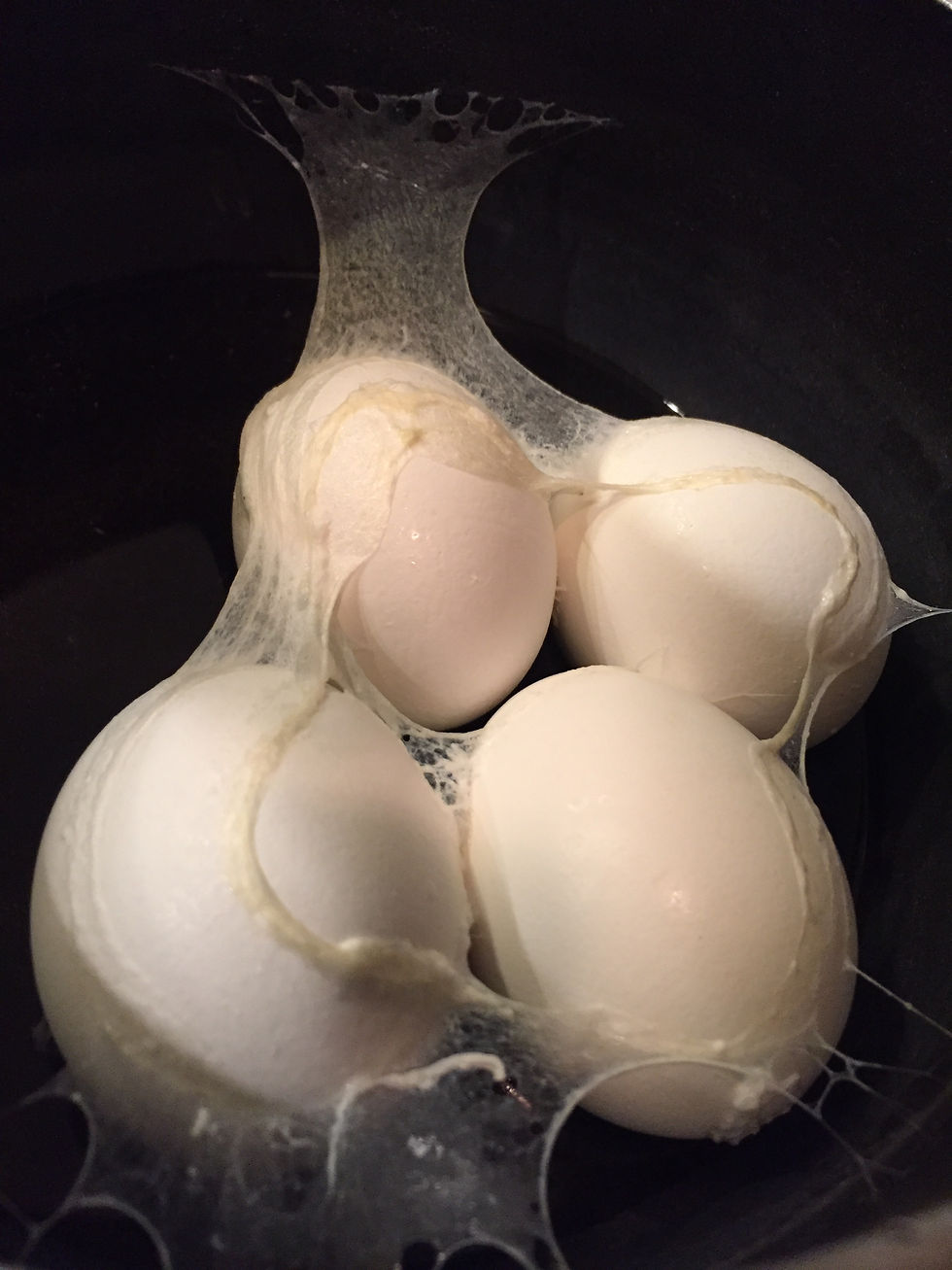 eggs Branchburg, New Jersey