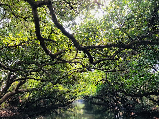 water surrounded by trees. Taiwan