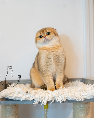 _DSC7439.jpeg