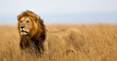 Les lions