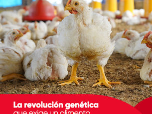 La Revolución Genética que Exige un Alimento Balanceado de Alto Nivel