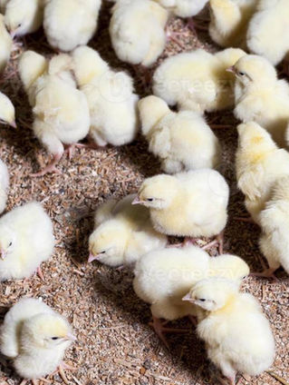 La verdadera importancia de la uniformidad en la primera semana