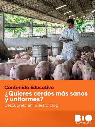 ¿Quieres cerdos más sanos y uniformes?