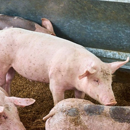 La cerda pierde más peso lactando que pariendo