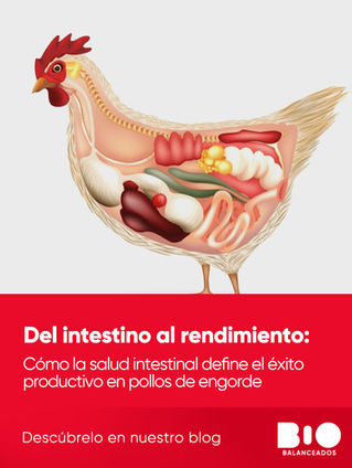 Del Intestino al Rendimiento: Cómo la Salud Intestinal Define el Éxito Productivo en Pollos de Engorde en Ecuador