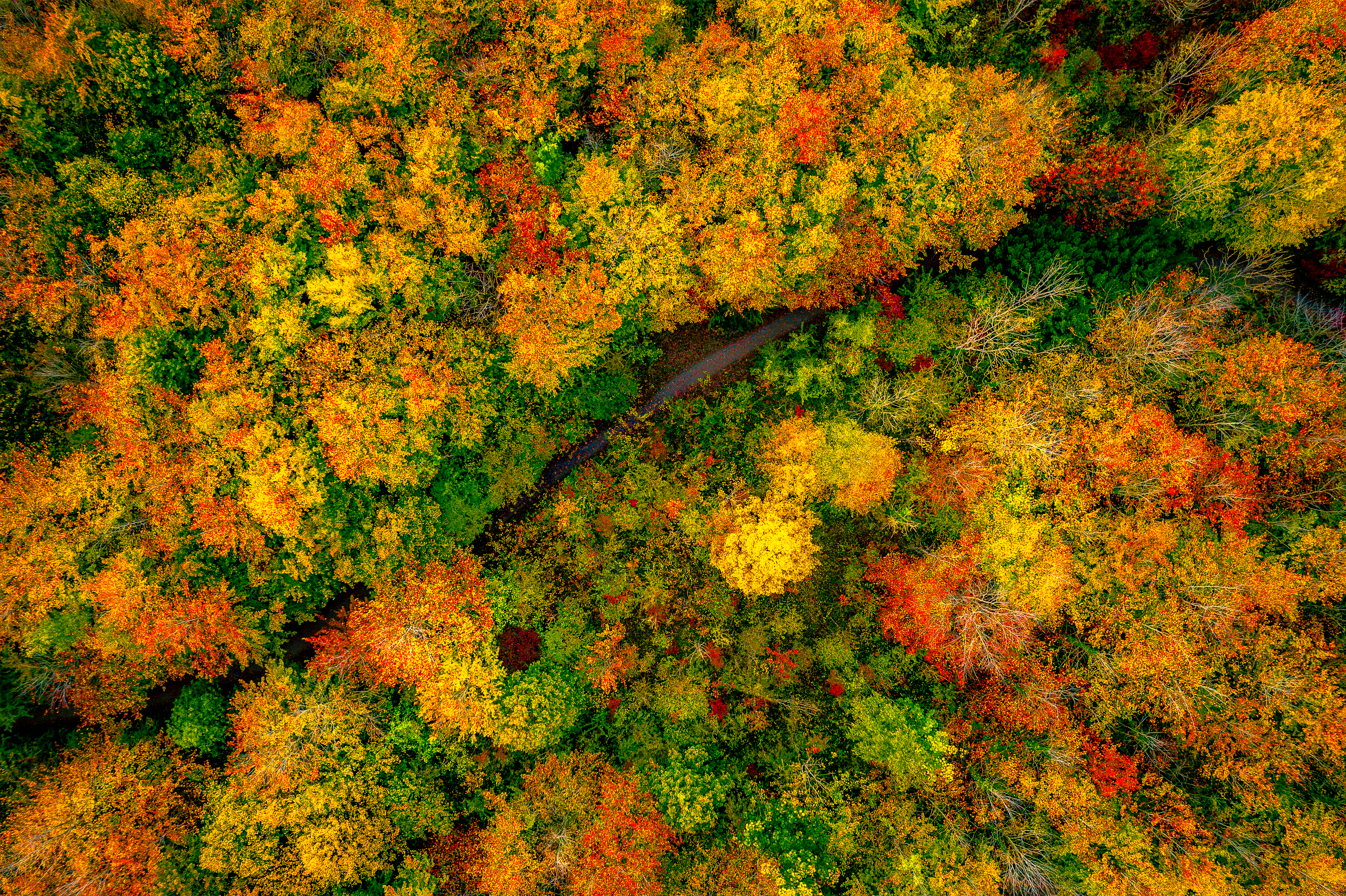Autumn Peaks, Beechwoods Nature Reserve, Cambridge, England, DJI, DJI Air 2S, Landscape, Landscape Photography, Woodland, Woodland Photography, Drone, Drone Photography, Autumn