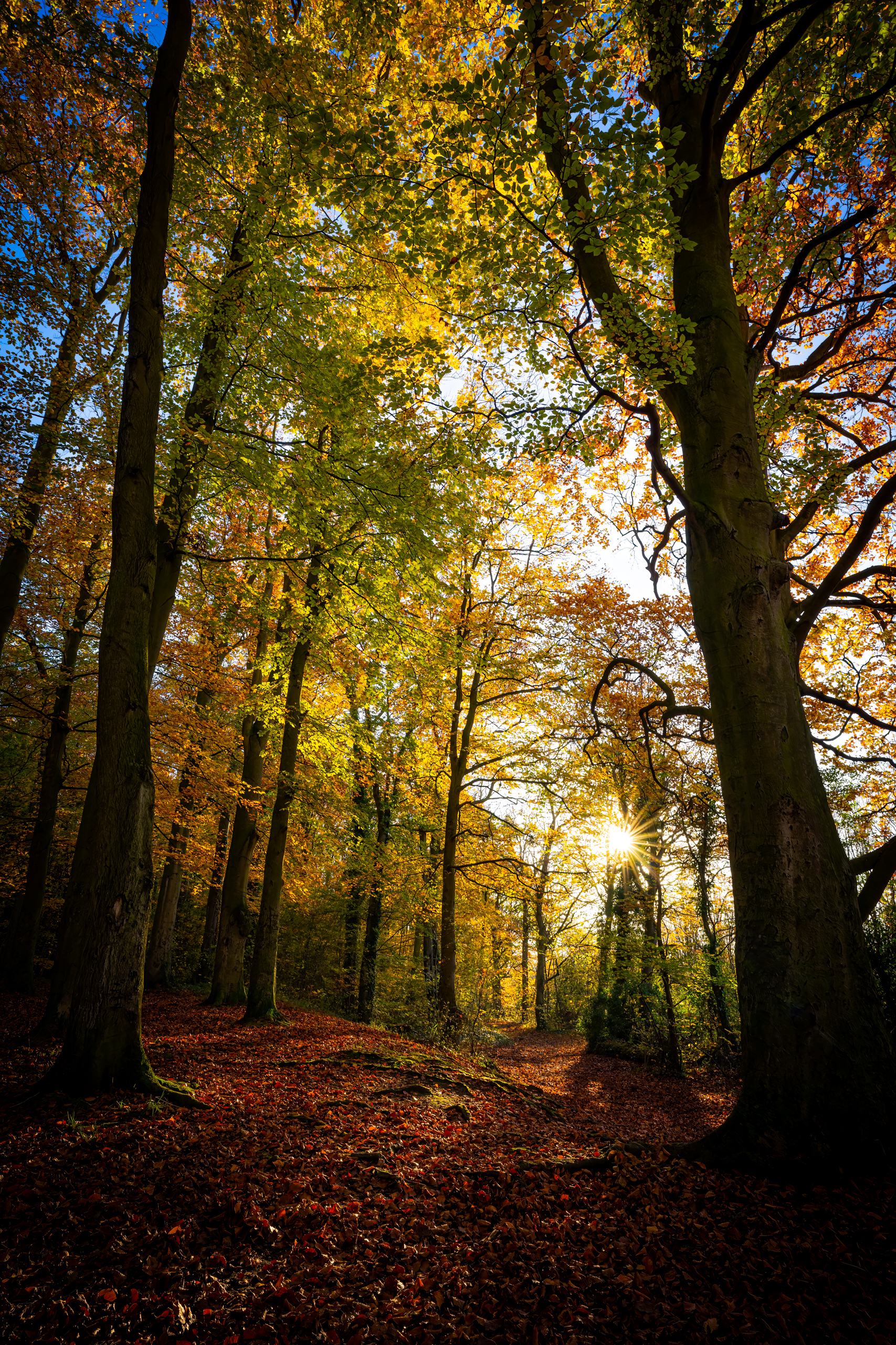 Beechwoods Nature Reserve, Cambridge, England, Landscape, Landscape Photograhy, Sony Alpha, Sony A7II, Sony FE 20mm F1.8 G