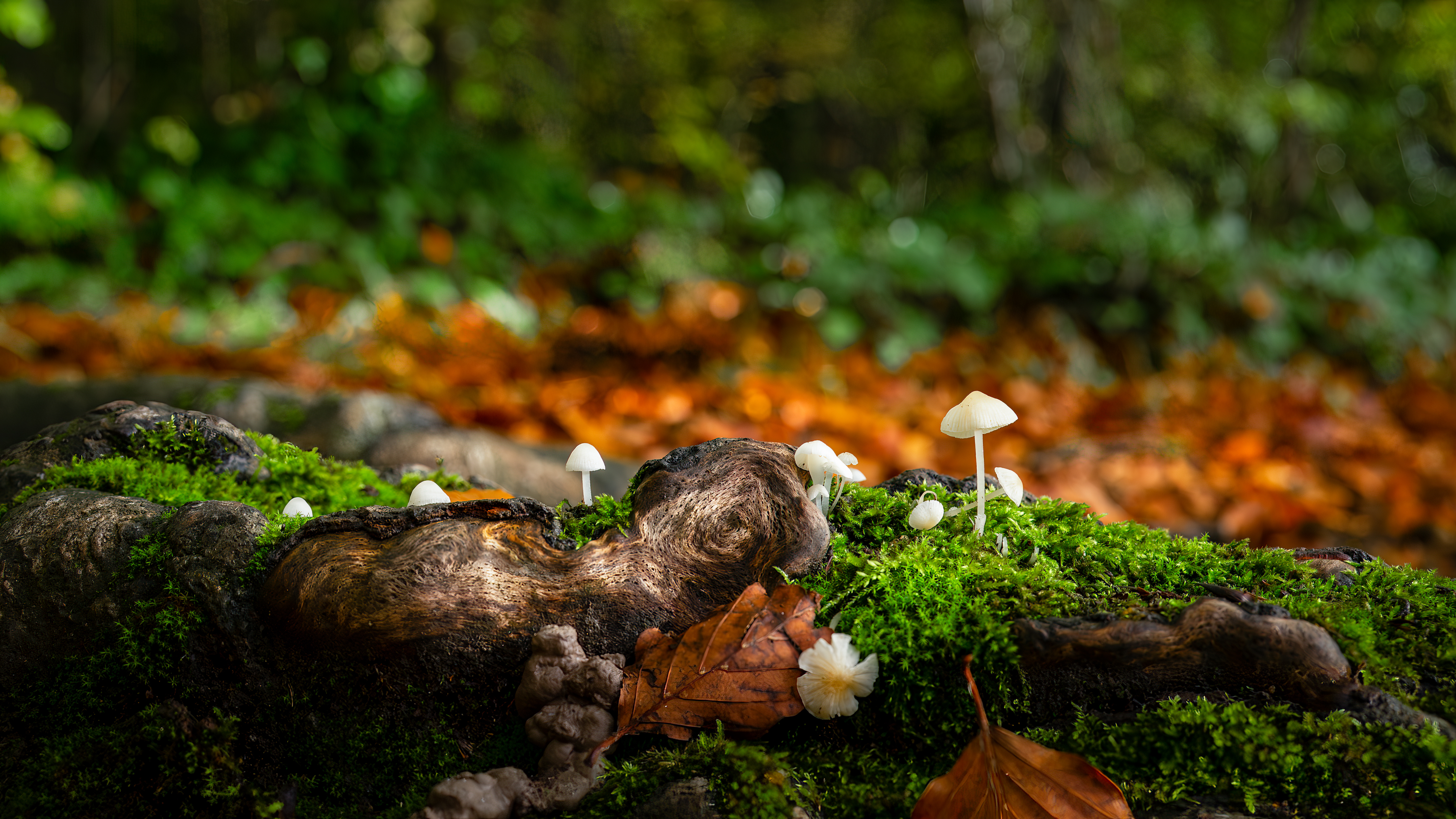 Autumn Family, Beechwoods Nature Reserve, Cambridge, England, Sony Alpha, Sony A7 II, Sony FE 50mm F2.5 G, Woodland, Woodland Photography, Close-up, Close-up Photography