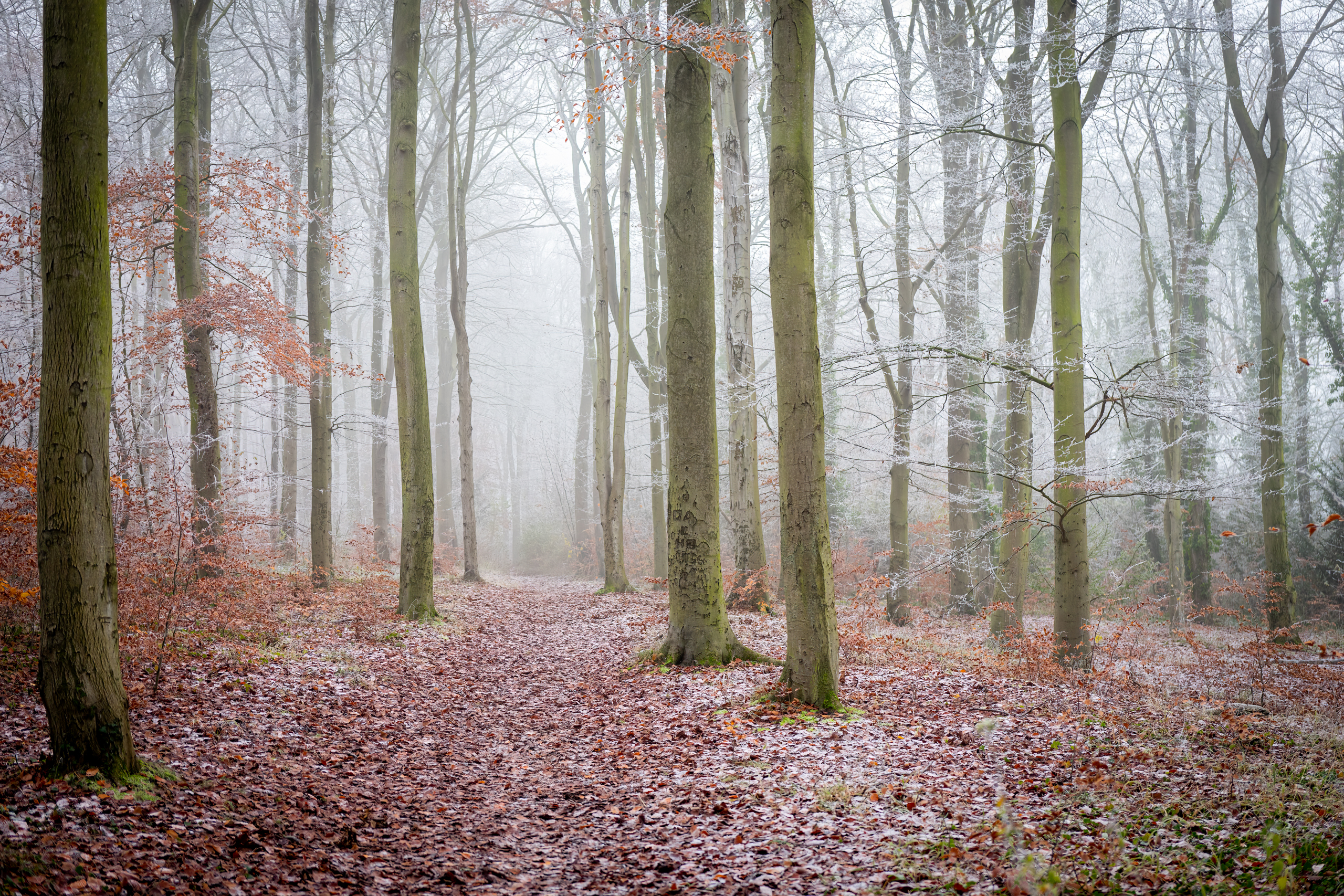 Beechwoods Nature Reserve, Cambridge, England, Landscape, Landscape Photograhy, Sony Alpha, Sony A7II, Sony FE 20mm F1.8 G