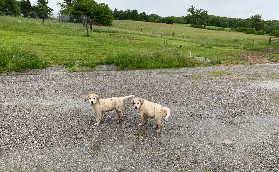 Muddy puppies exploring the farm