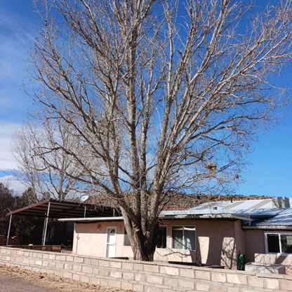 Brothers & Sons Trees - Tree Services