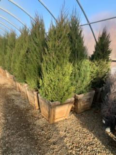 Brothers & Sons Trees - Tree Services