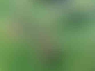 טיול מעוצב- היער השחור