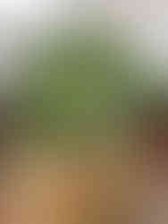 מוצרי וינטג'