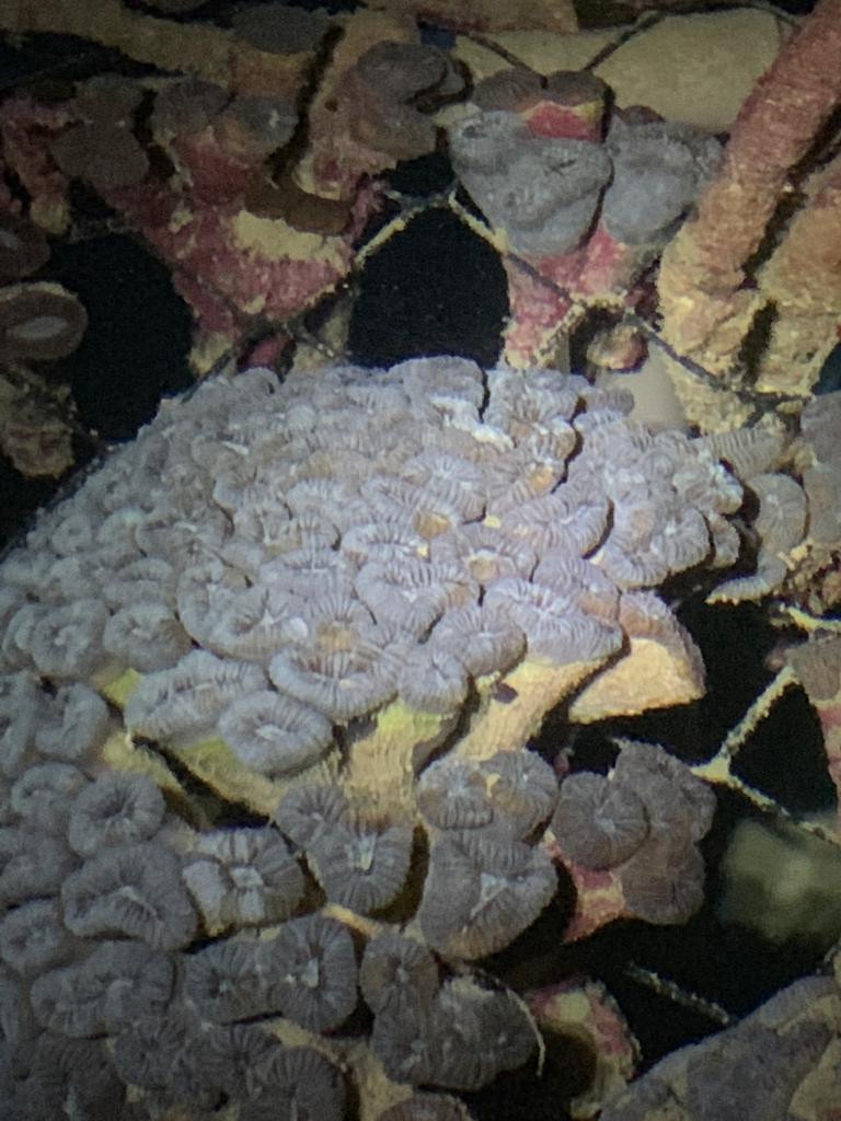 Fotografia subaquática do coral couve-flor, espécie Mussismilia harttii. Nesta espécie, os pólipos do coral são bem espaçados, lembrando cálices, e de coloração azulada.
