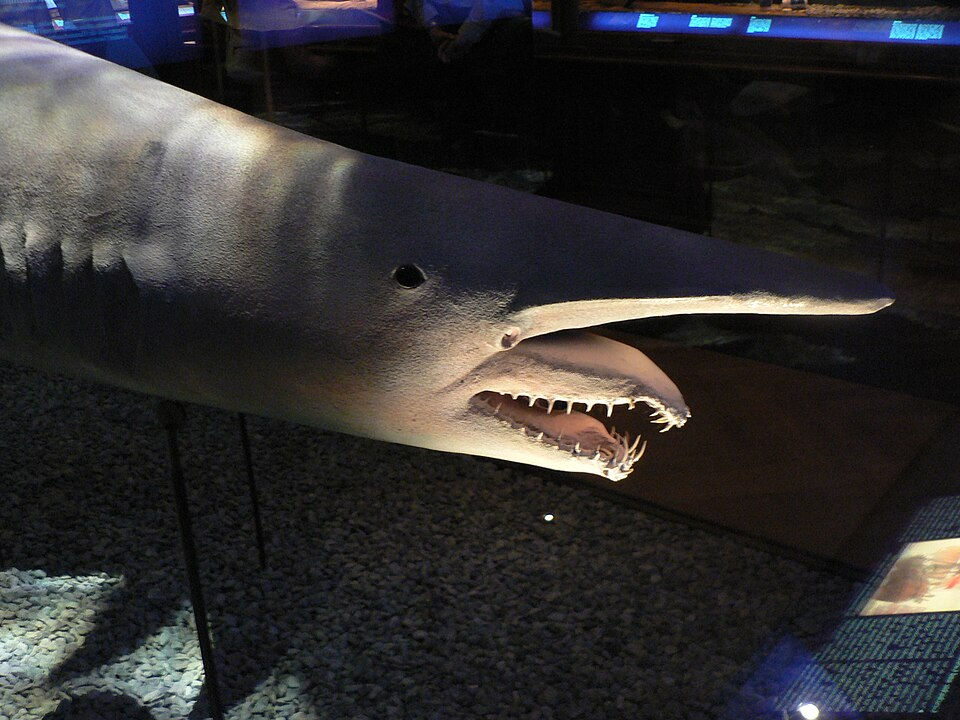 Cabeça de tubarão em exposição, boca aberta e dentes à mostra, em vitrine de museu sob luzes fracas.