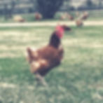 Thumbnail: Laying Hens- ISA Brown- 21 weeks old