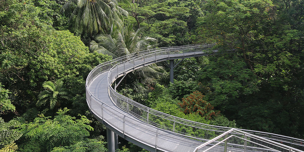 Tree Top Walk, Tropical Rainforest, Southern Ridges, Singapore