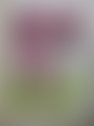 ユニクロは、結構白髪頭のご夫婦で混み合っていました・・・