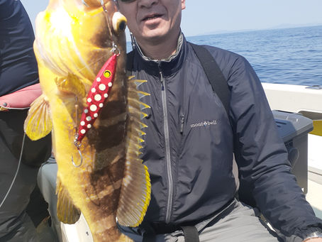 型のイイ👍アオハタ