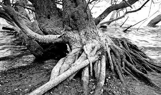 Tree Roots_edited.jpg