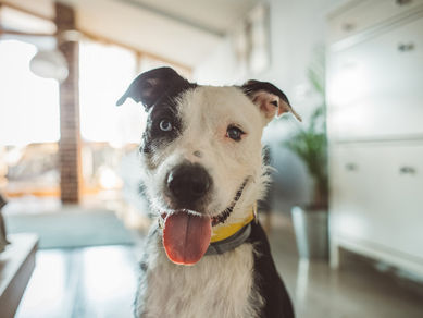 Celebrate National Mutt Day