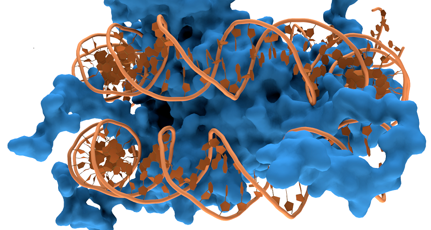 How DNA Is Like A Yo-Yo