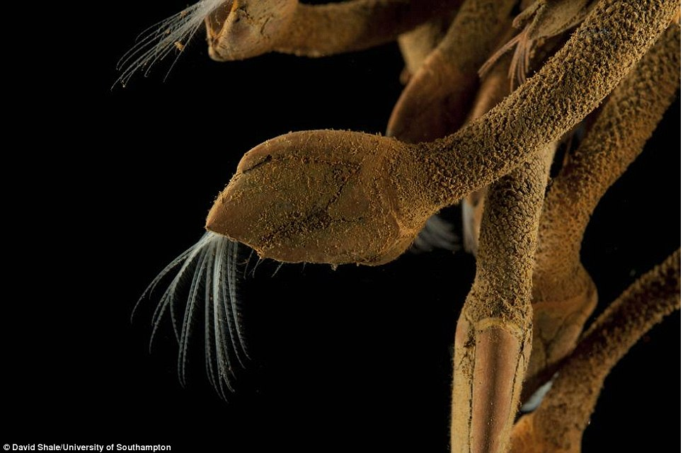 Scientists Discover Six New Species