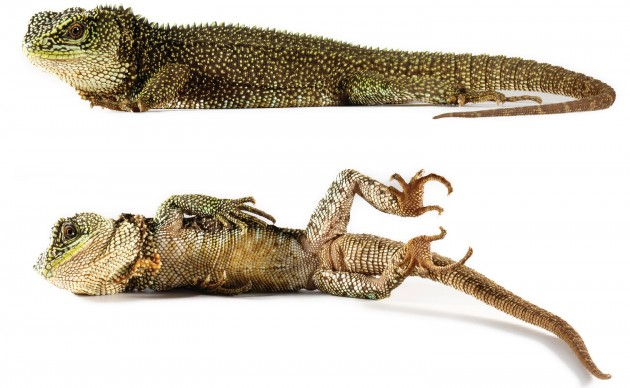 3 New Species - Miniature Dragons