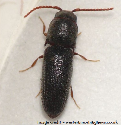 The Globally Rare False Click Beetle