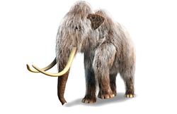 DNA Code For The Woolly Mammoth