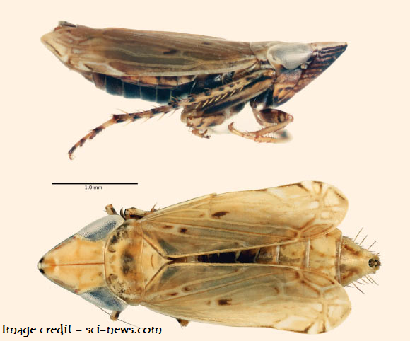New Species of Leafhopper Discovered