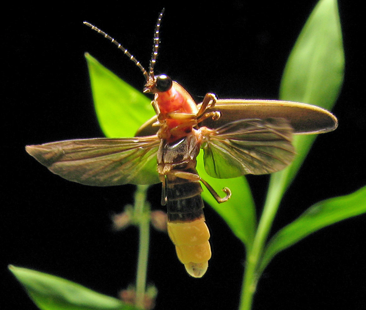 What Gives Fireflies Their Greenish Glow?
