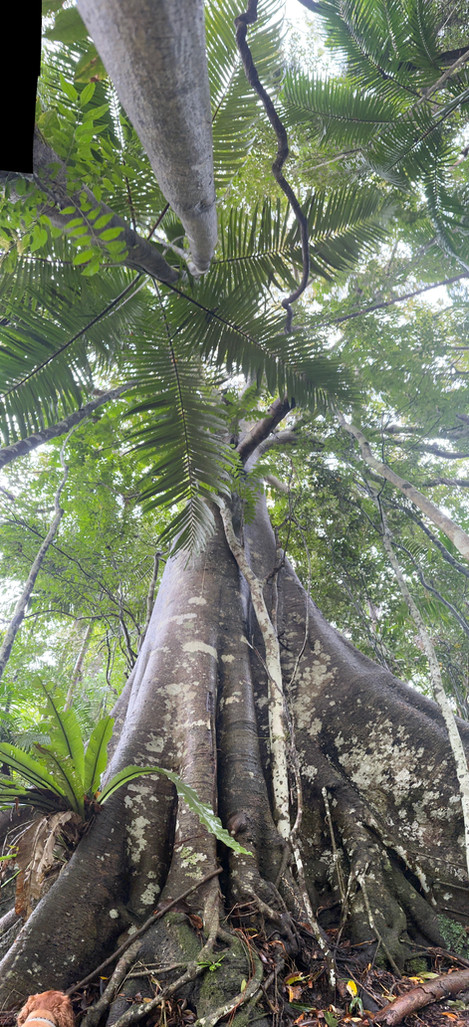 Rainforest trees
