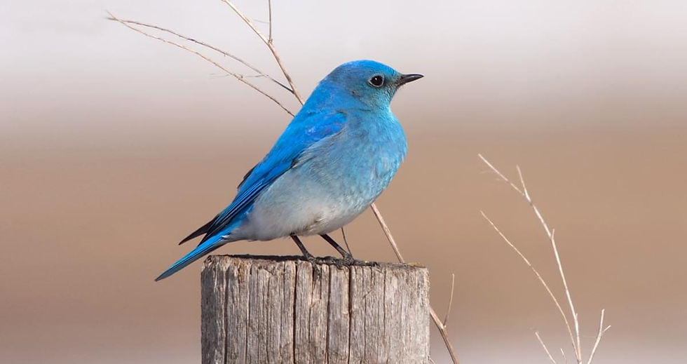 Why Mountain Bluebird: My Short Story