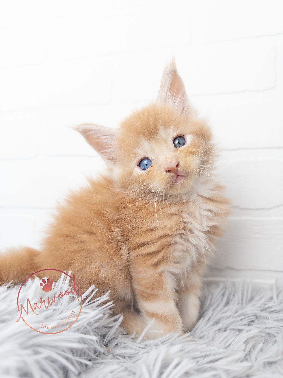 Giant Maine Coon